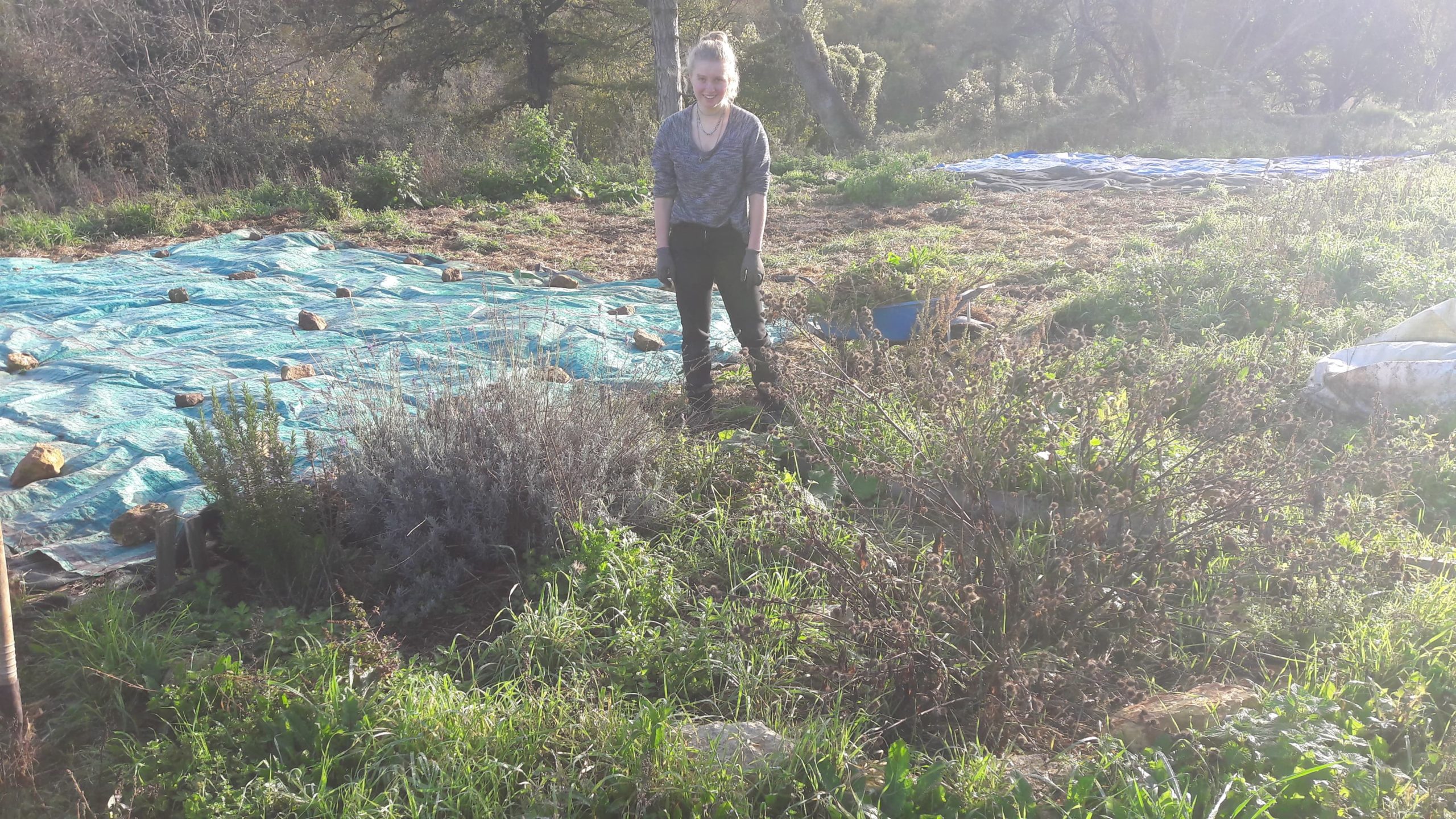 le potager du château du boux, en permaculture