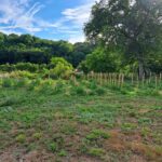 le potager 2022 du château du boux