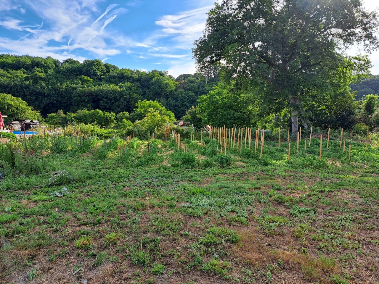 le potager 2022 du château du boux